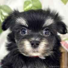 ♀︎チワマル:チワワ×マルチーズ