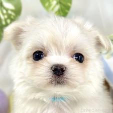 ♀︎チワマル:チワワ×マルチーズ