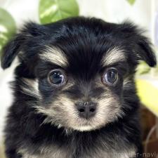 ♀︎チワマル:チワワ×マルチーズ