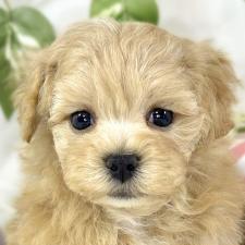 ♀︎マルプー:マルチーズ×トイプードル