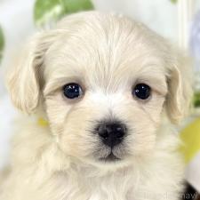 ♀︎マルプー:マルチーズ×トイプードル