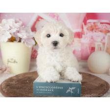 オンライン見学