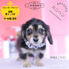 ♀︎カニンヘンダックスフンド(ロングヘアード)