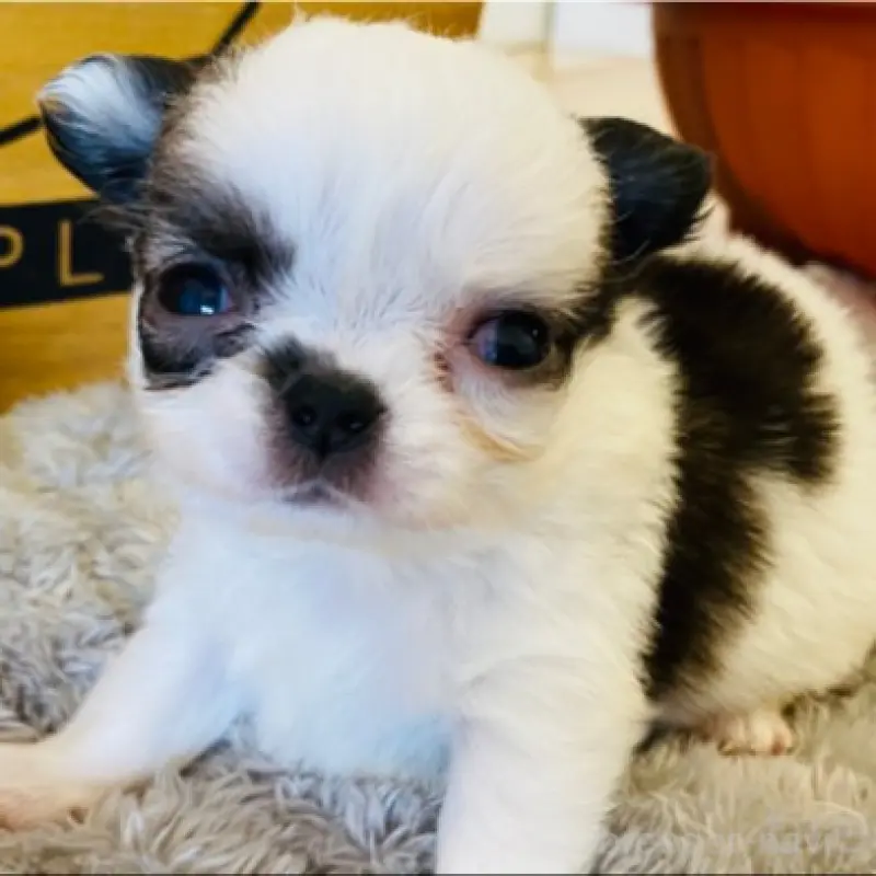 販売中の埼玉県のチワワ(ロングコート)-451911