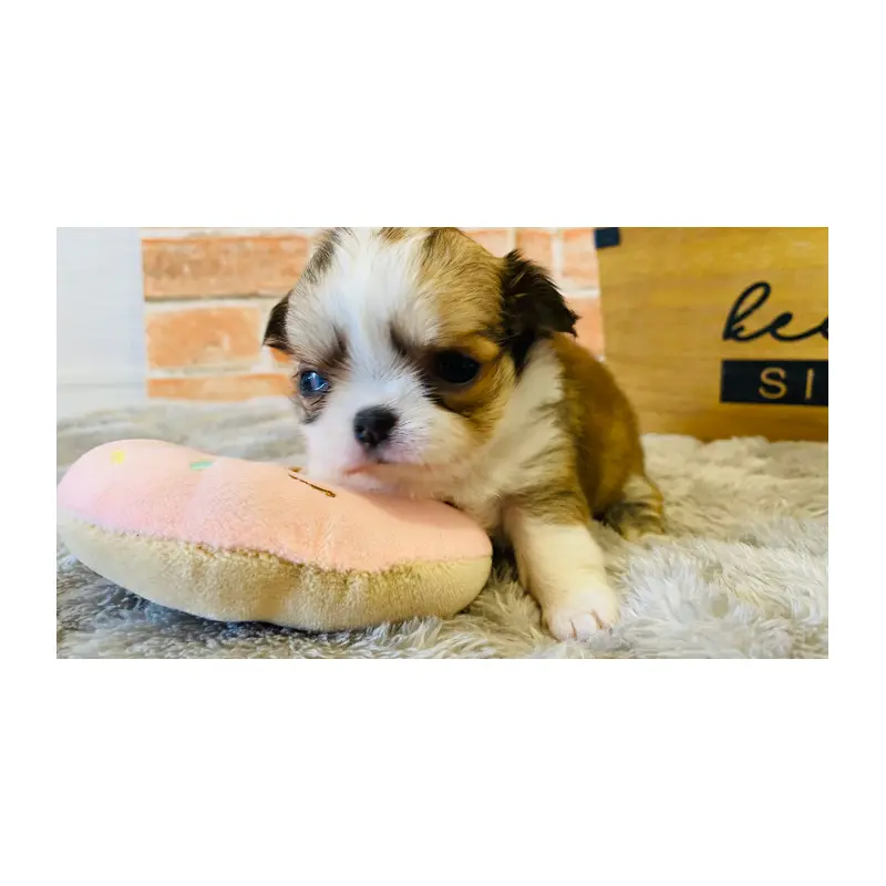 販売中の埼玉県のチワワ(ロングコート)-451912の7枚目