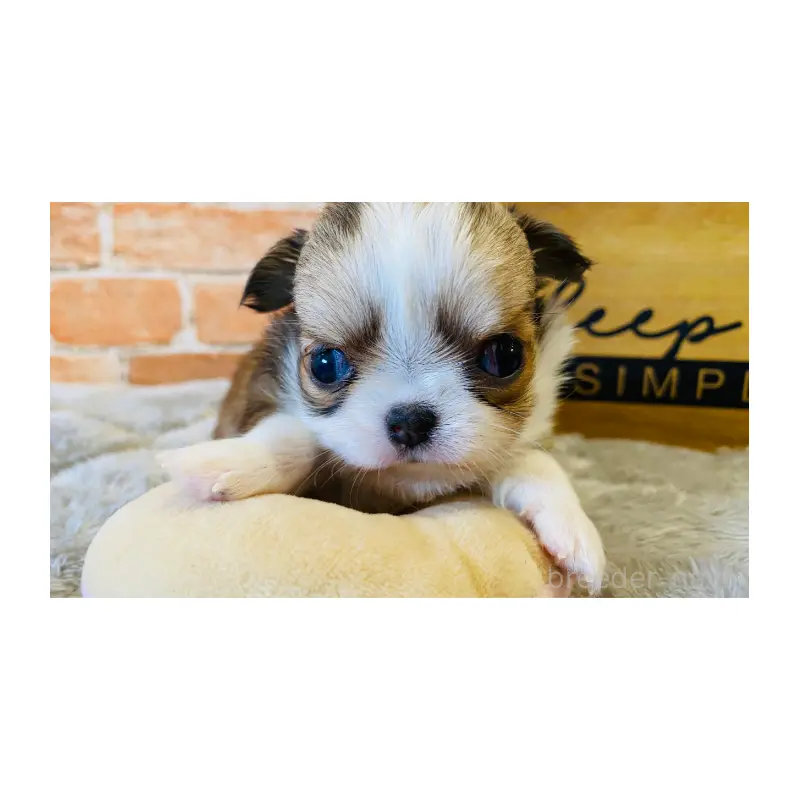 販売中の埼玉県のチワワ(ロングコート)-451912の6枚目