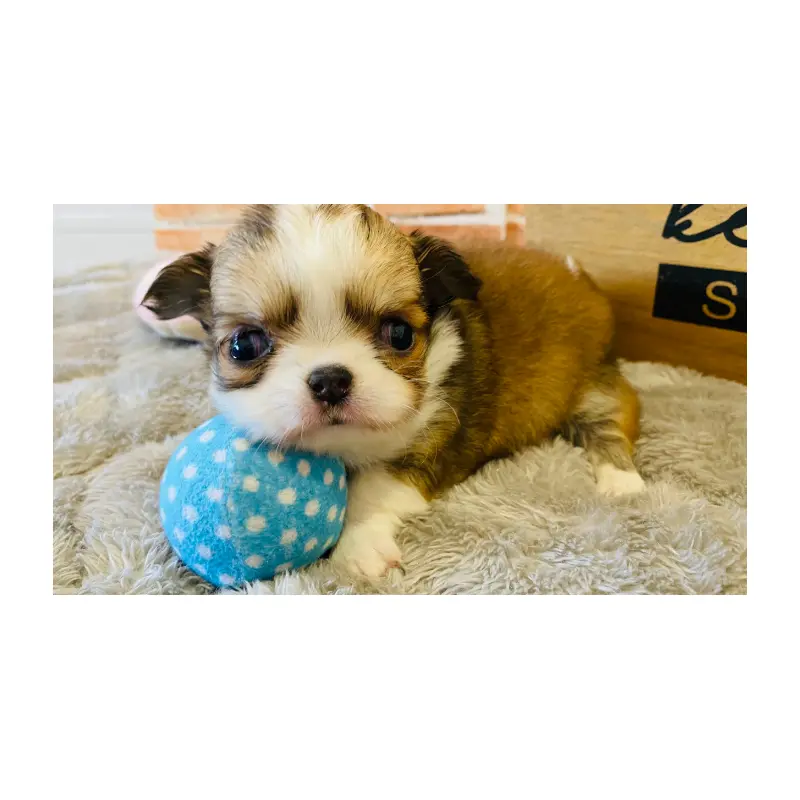 販売中の埼玉県のチワワ(ロングコート)-451912の5枚目