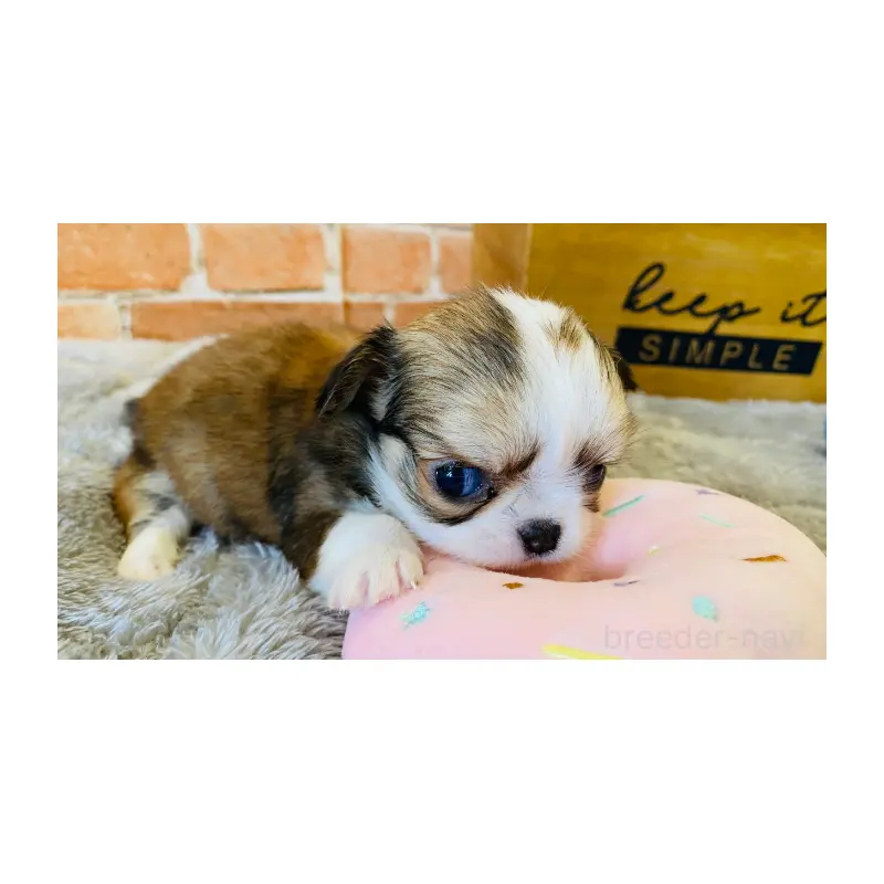 販売中の埼玉県のチワワ(ロングコート)-451912の4枚目