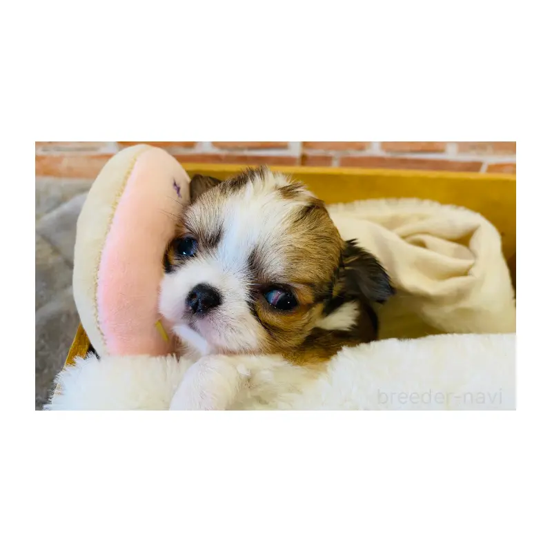 販売中の埼玉県のチワワ(ロングコート)-451912の2枚目