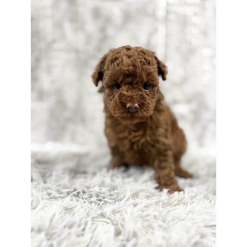 販売中の沖縄県のトイプードル-451913の2枚目