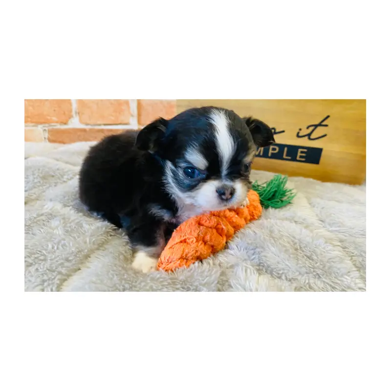 販売中の埼玉県のチワワ(ロングコート)-451915の5枚目