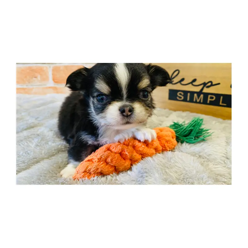 販売中の埼玉県のチワワ(ロングコート)-451915の4枚目