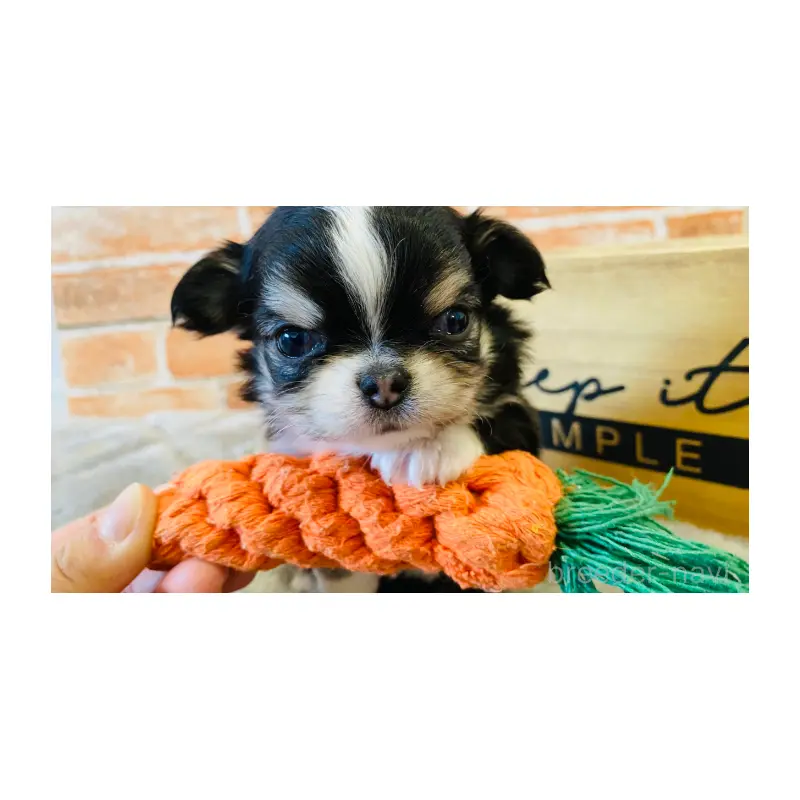 販売中の埼玉県のチワワ(ロングコート)-451915の3枚目