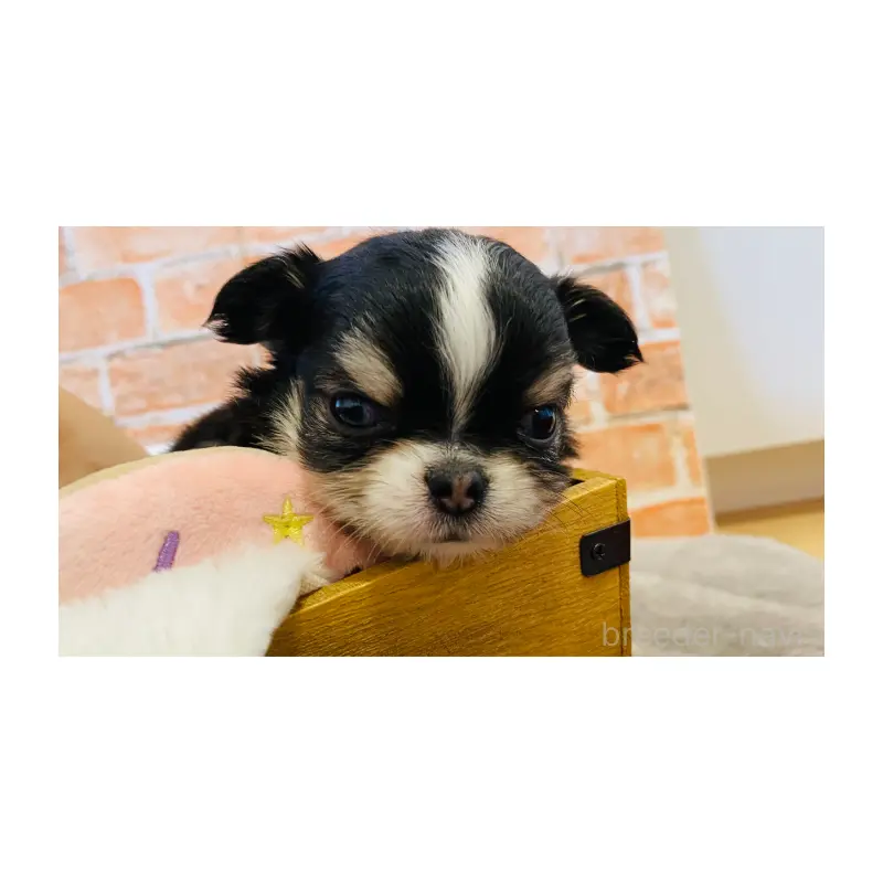 販売中の埼玉県のチワワ(ロングコート)-451915の2枚目