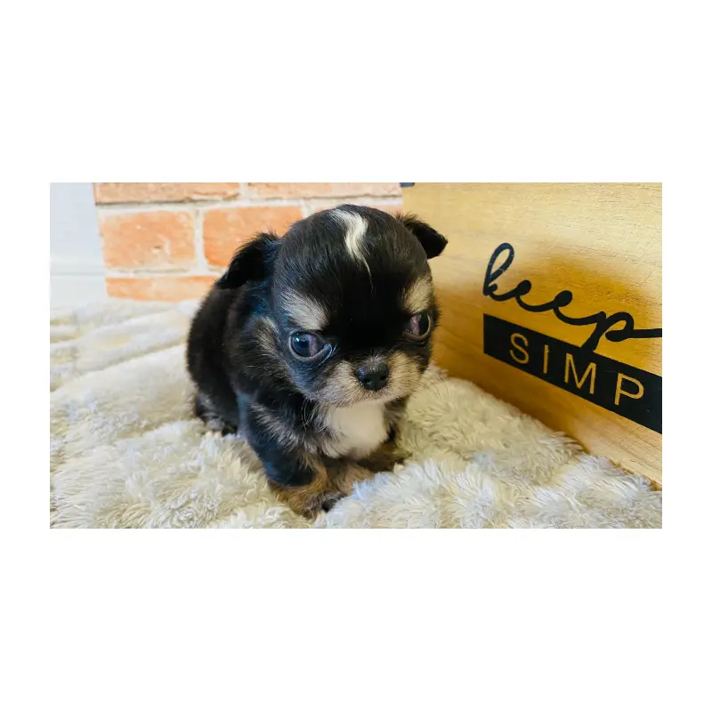 販売中の埼玉県のチワワ(ロングコート)-451916の7枚目