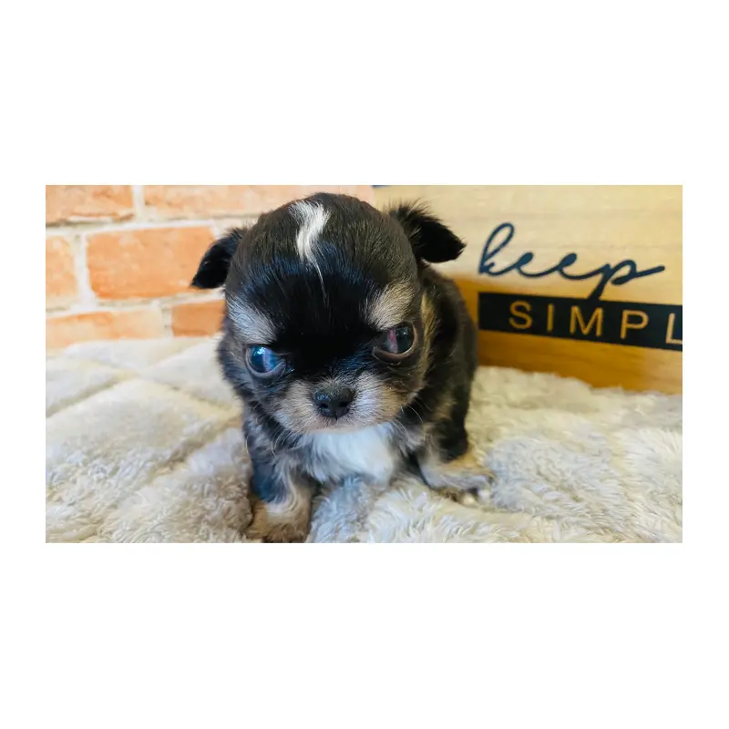 販売中の埼玉県のチワワ(ロングコート)-451916の6枚目