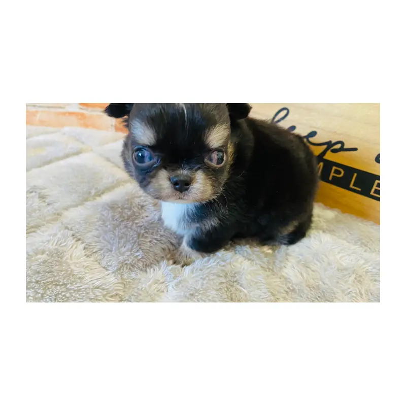 販売中の埼玉県のチワワ(ロングコート)-451916の5枚目