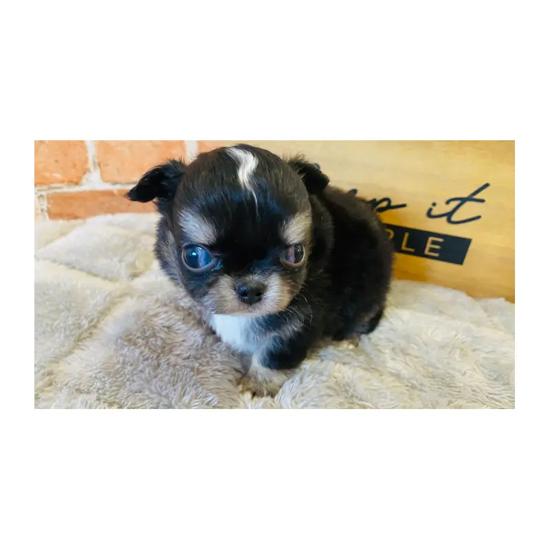 販売中の埼玉県のチワワ(ロングコート)-451916の4枚目