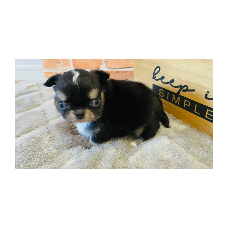 販売中の埼玉県のチワワ(ロングコート)-451916の3枚目