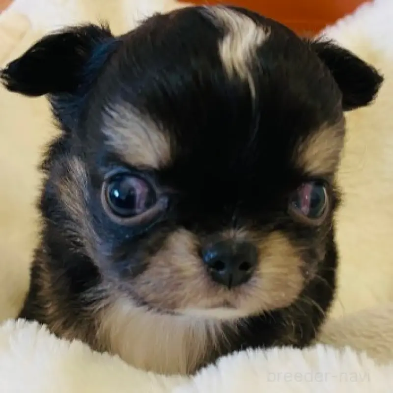 販売中の埼玉県のチワワ(ロングコート)-451916