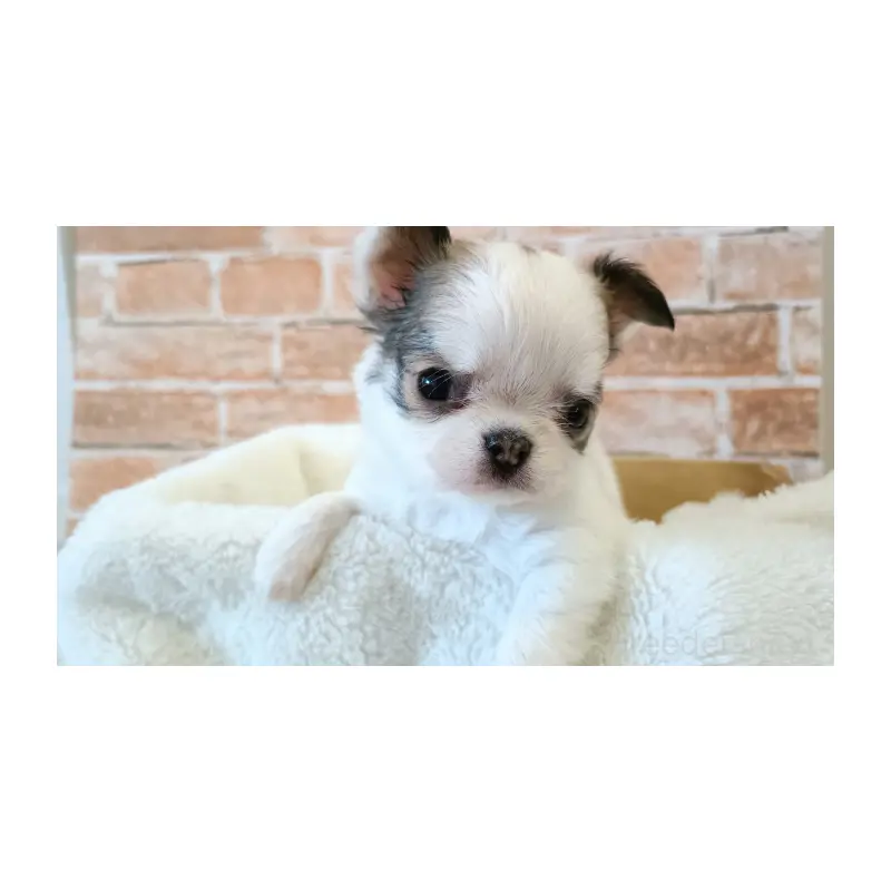 販売中の埼玉県のチワワ(ロングコート)-451919の10枚目