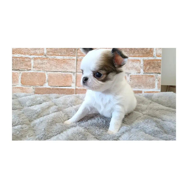 販売中の埼玉県のチワワ(ロングコート)-451919の9枚目