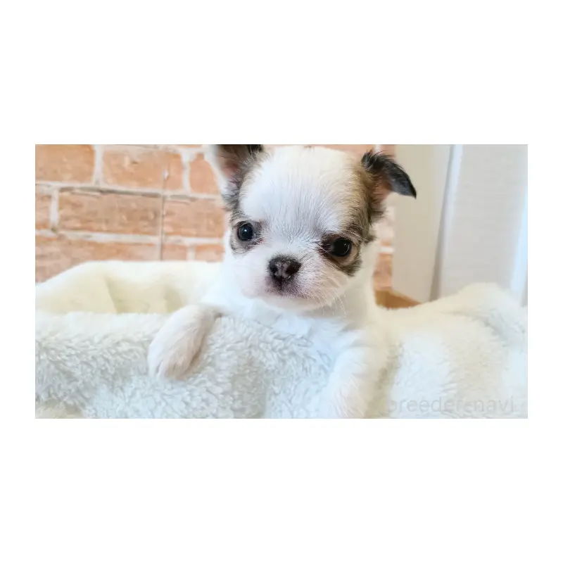 販売中の埼玉県のチワワ(ロングコート)-451919の8枚目