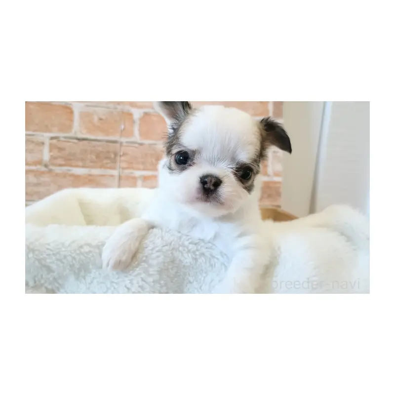 販売中の埼玉県のチワワ(ロングコート)-451919の7枚目