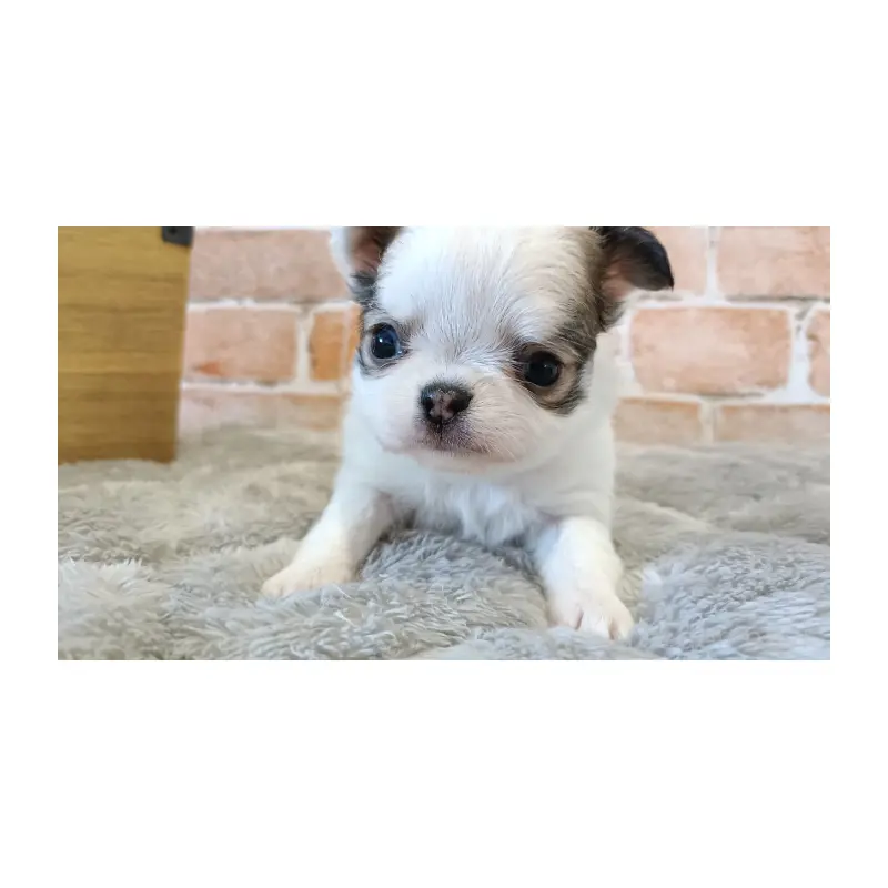 販売中の埼玉県のチワワ(ロングコート)-451919の6枚目