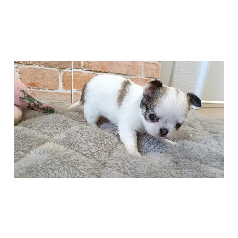 販売中の埼玉県のチワワ(ロングコート)-451919の5枚目