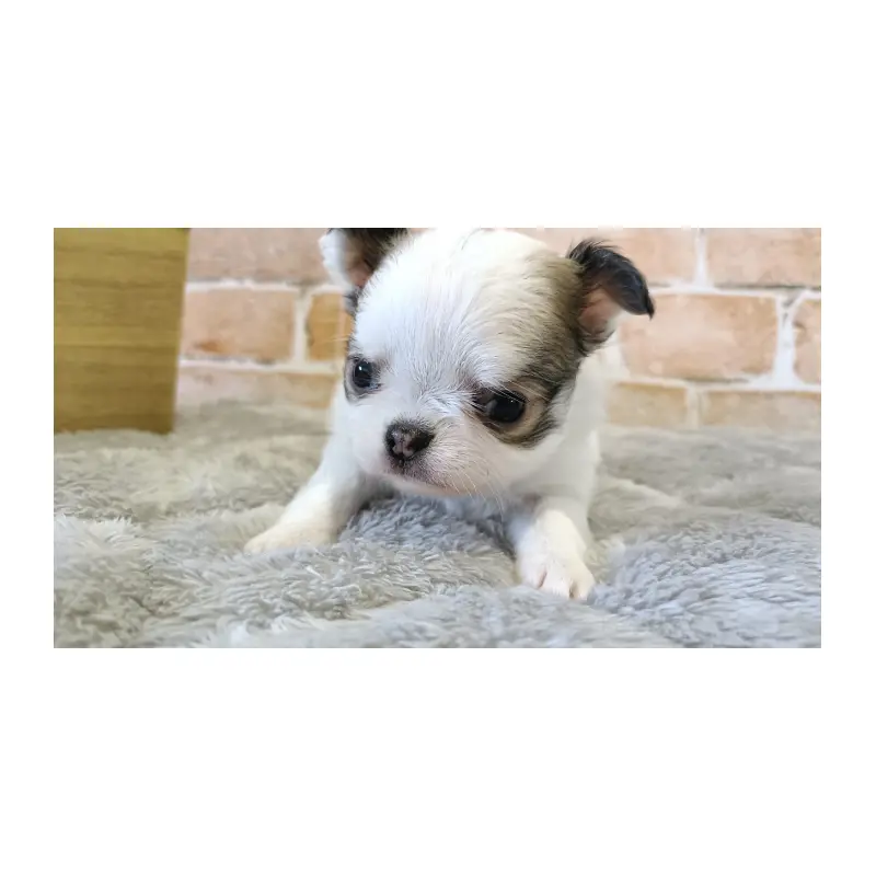 販売中の埼玉県のチワワ(ロングコート)-451919の4枚目