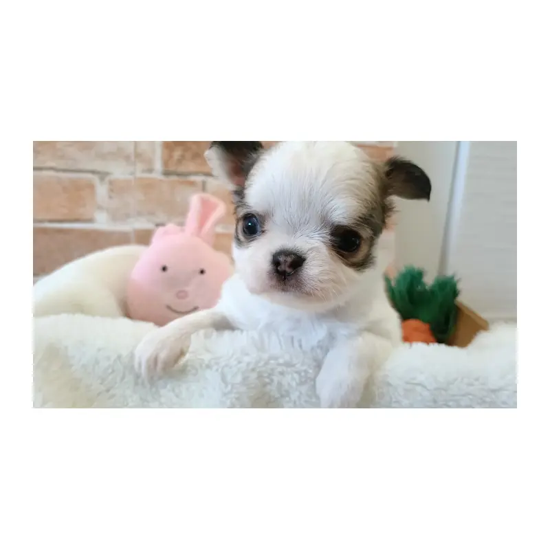 販売中の埼玉県のチワワ(ロングコート)-451919の3枚目