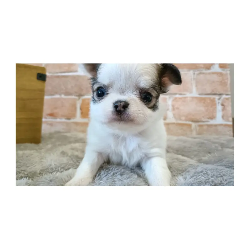 販売中の埼玉県のチワワ(ロングコート)-451919の2枚目