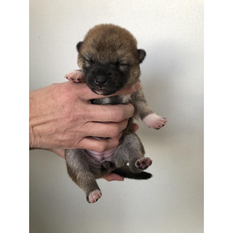 販売中の山口県の柴犬-451938の4枚目