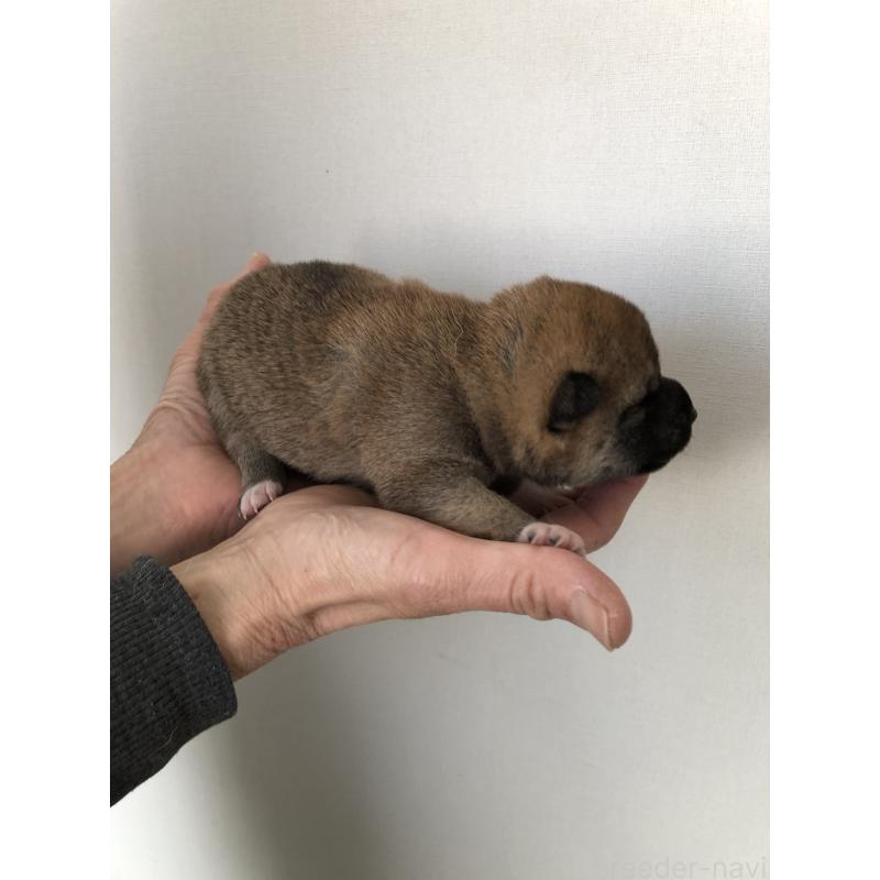 販売中の山口県の柴犬-451938の3枚目
