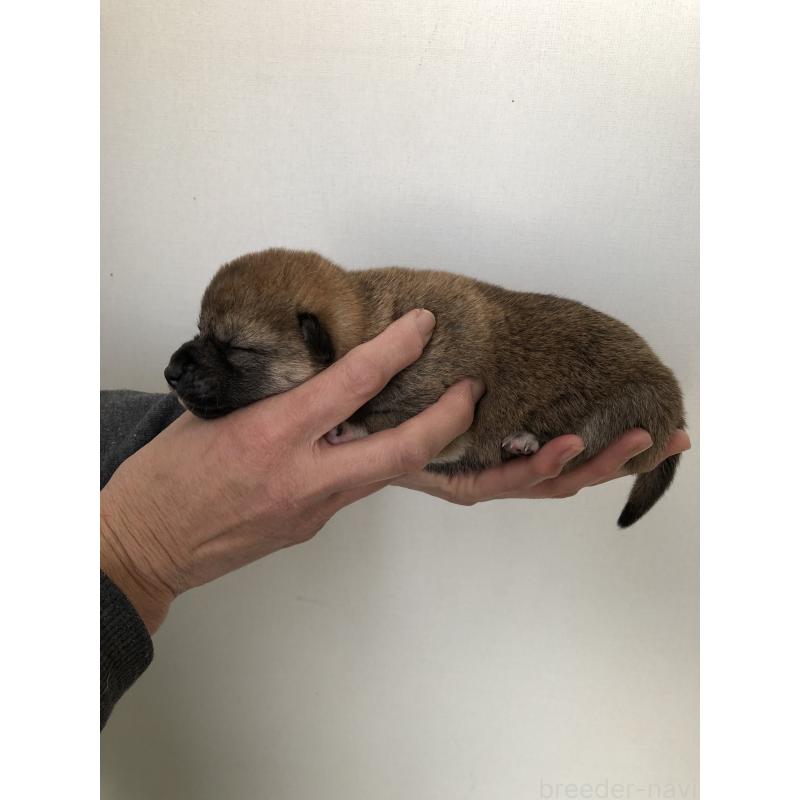 販売中の山口県の柴犬-451938の2枚目