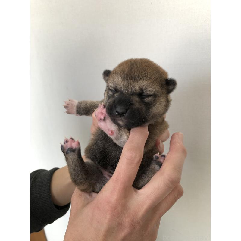 販売中の山口県の柴犬-451937の4枚目