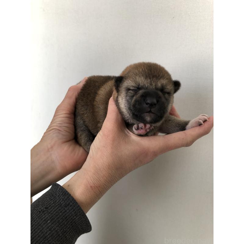 販売中の山口県の柴犬-451937の3枚目