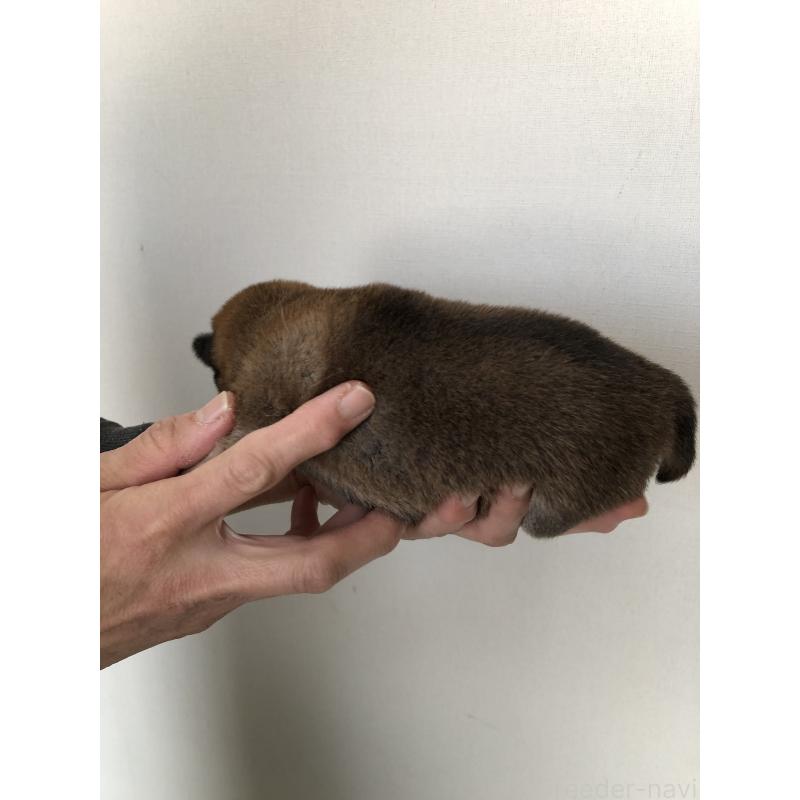 販売中の山口県の柴犬-451937の2枚目