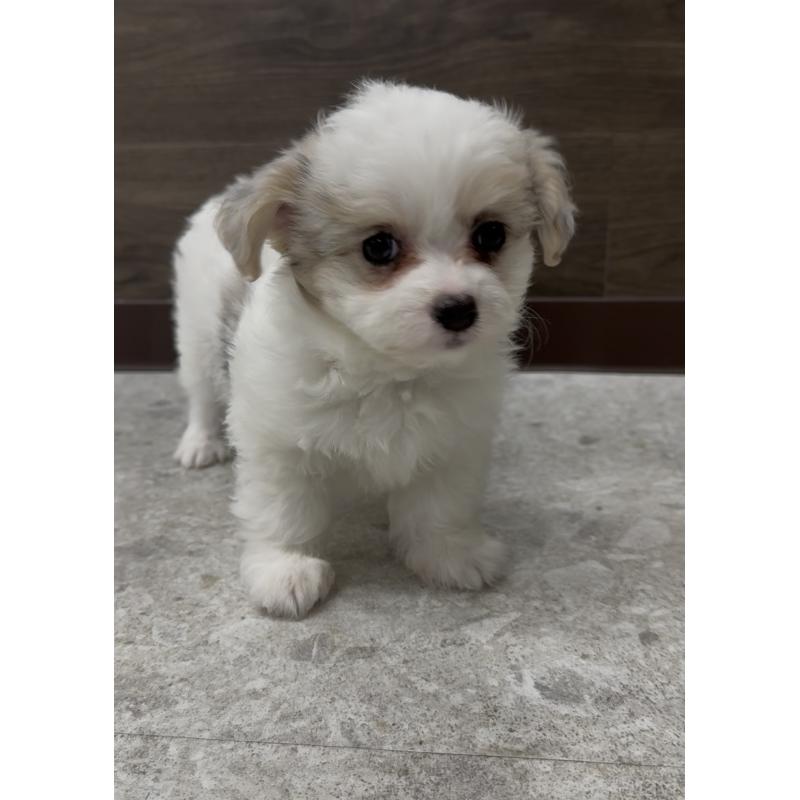 販売中の福岡県のチワマル:チワワ×マルチーズ-446151の8枚目