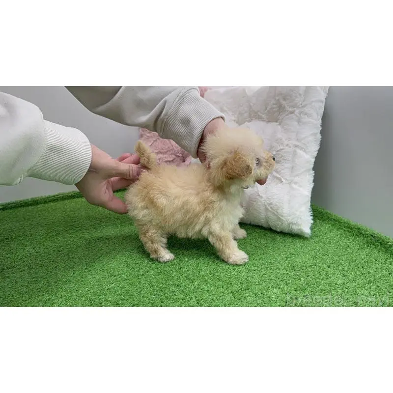 商談中の東京都のマルプー:マルチーズ×トイプードル-451922の5枚目