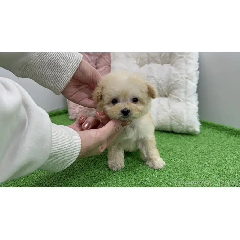 商談中の東京都のマルプー:マルチーズ×トイプードル-451922の3枚目