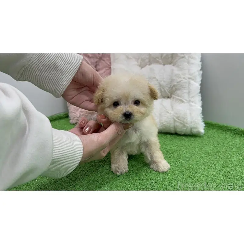 商談中の東京都のマルプー:マルチーズ×トイプードル-451922の2枚目