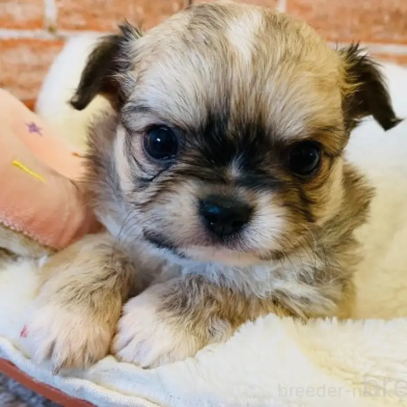 販売中の埼玉県のチワワ(ロングコート)-451921