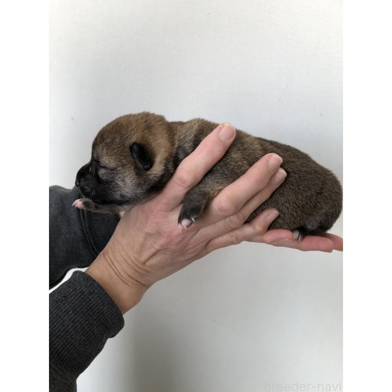 販売中の山口県の柴犬-451936の4枚目