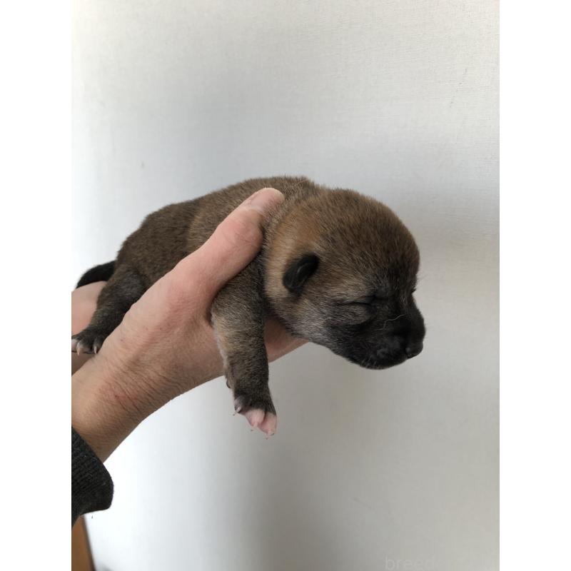 販売中の山口県の柴犬-451936の3枚目