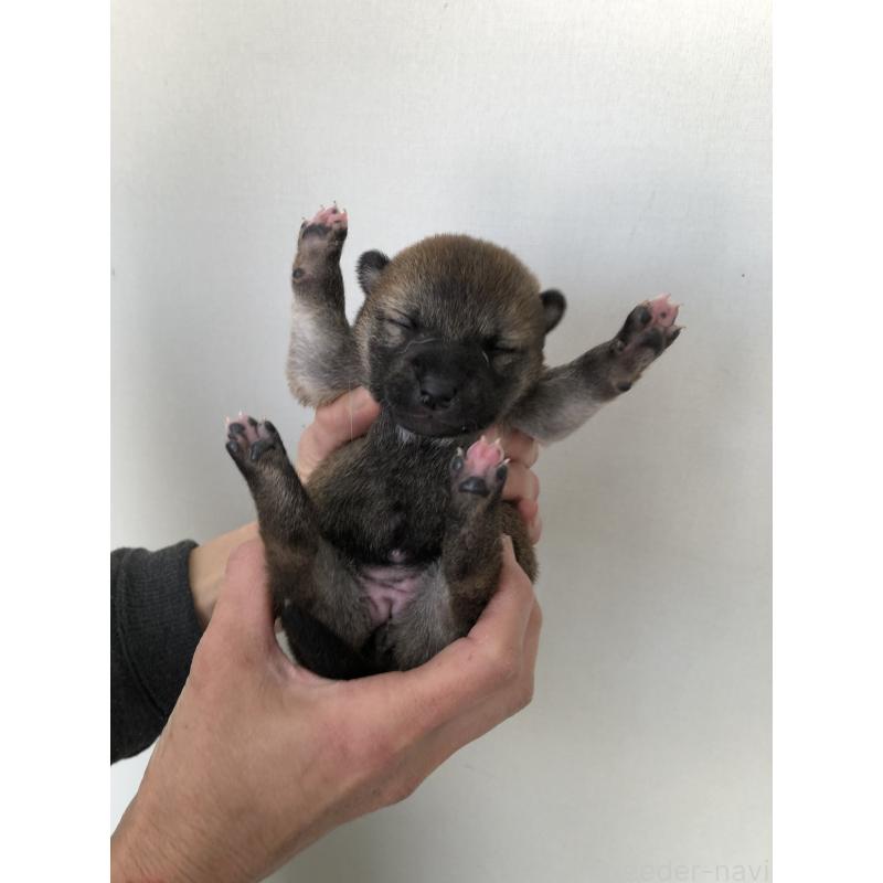 販売中の山口県の柴犬-451936の2枚目