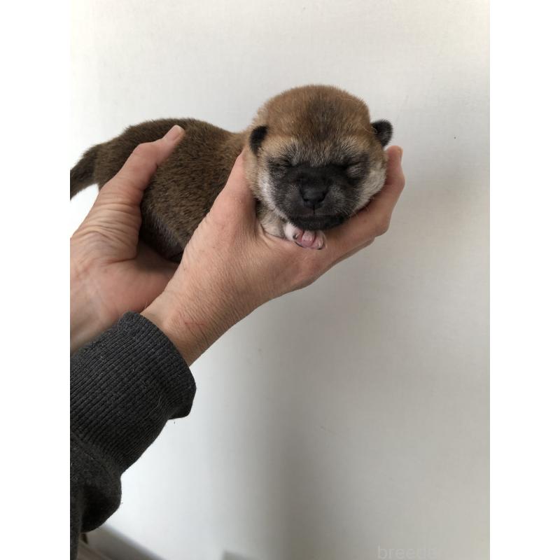 販売中の山口県の柴犬-451935の4枚目