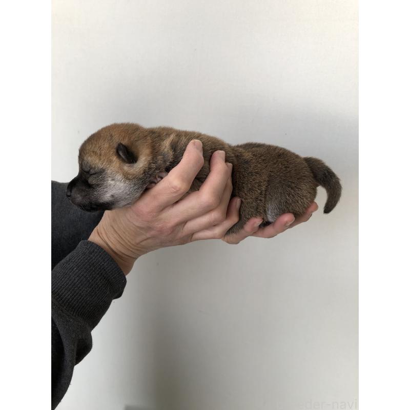 販売中の山口県の柴犬-451935の3枚目