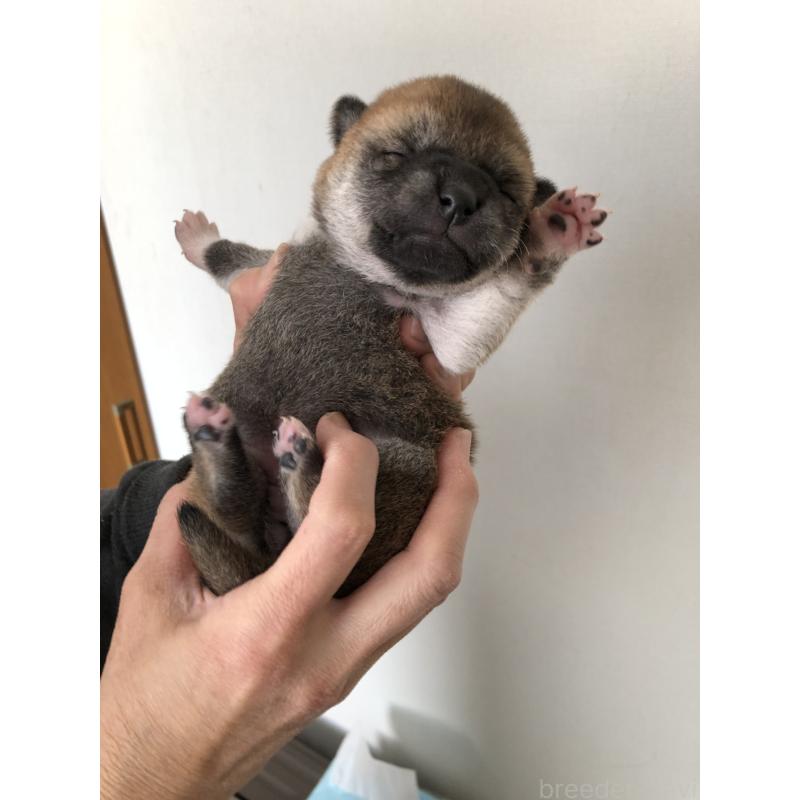 販売中の山口県の柴犬-451935の2枚目